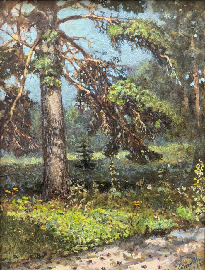 Судариков Олег «Старая сосна». Картон, масло, 25х31см, 2022г.
